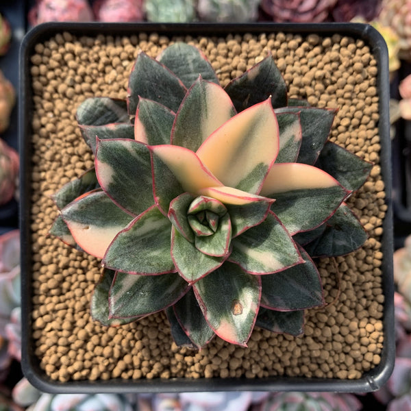 Echeveria 'Monocerotis' Variegated 4" Succulent Plant