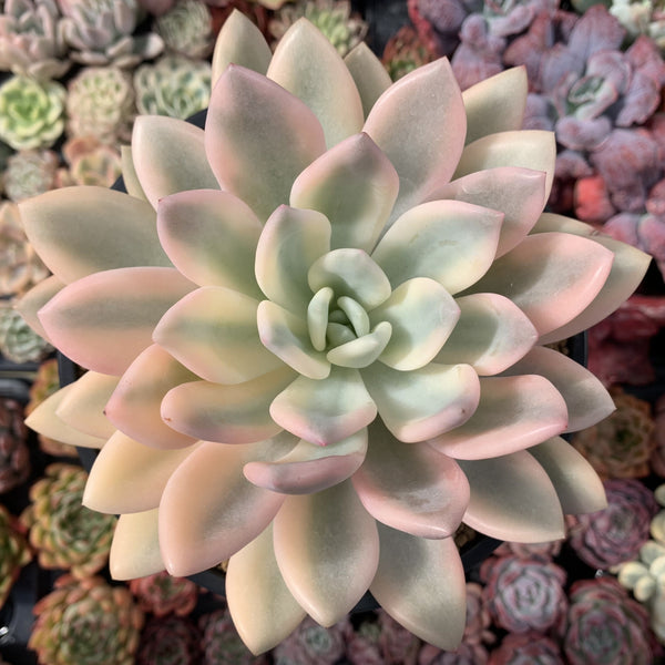 Graptoveria 'Opalina' Variegated 7" Extremely Large Rare Succulent Plant