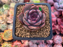 Echeveria 'Black Tan' 1" New Hybrid Succulent Plant