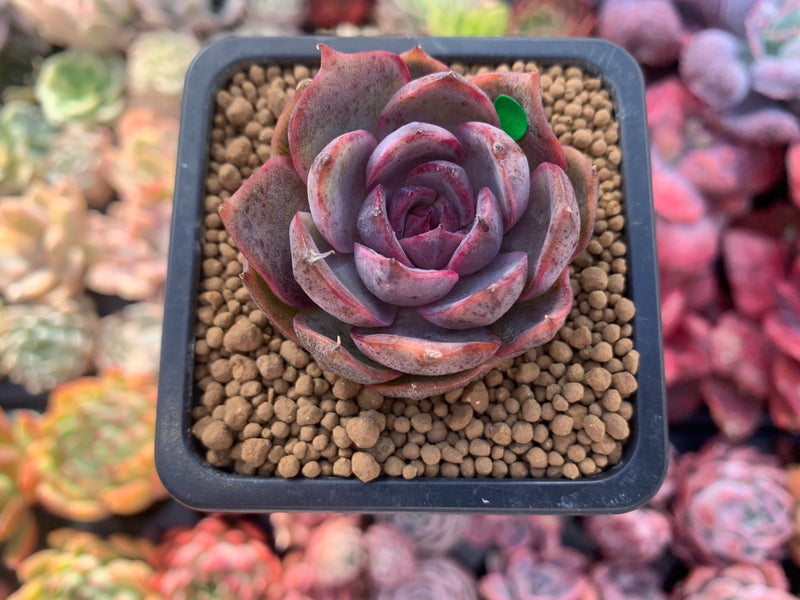 Echeveria 'Black Tan' 1" New Hybrid Succulent Plant