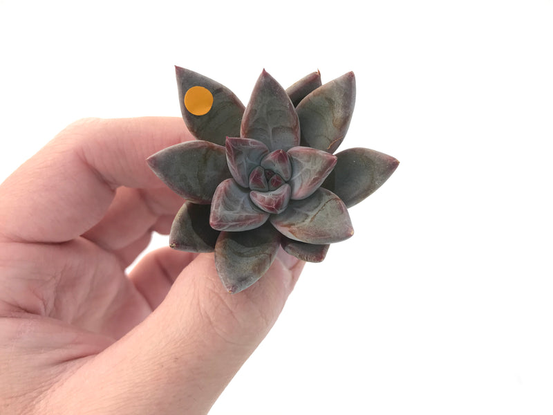 Echeveria Agavoides 'Tremolo' 1" New Hybrid Small Succulent Plant