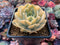 Echeveria Runyonii Variegated (Aka Echeveria 'Akaihosi' Variegated) 3"-4" Succulent Plant