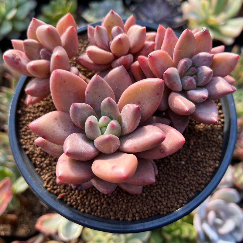 Echeveria 'Valentine' 4" Cluster Succulent Plant