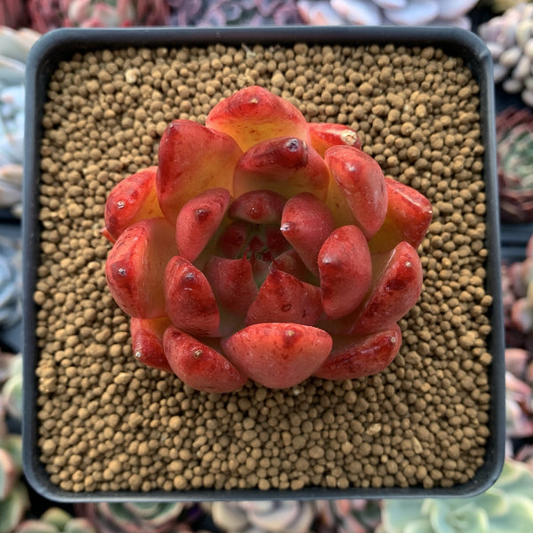 Echeveria Agavoides 'Frank Reinalt' Super Clone 2"-3" Succulent Plant