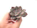 Echeveria 'Missing You' 3" Succulent Plant