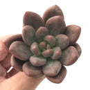 Echeveria 'Valentine' 2"-3" Rare Succulent Plant