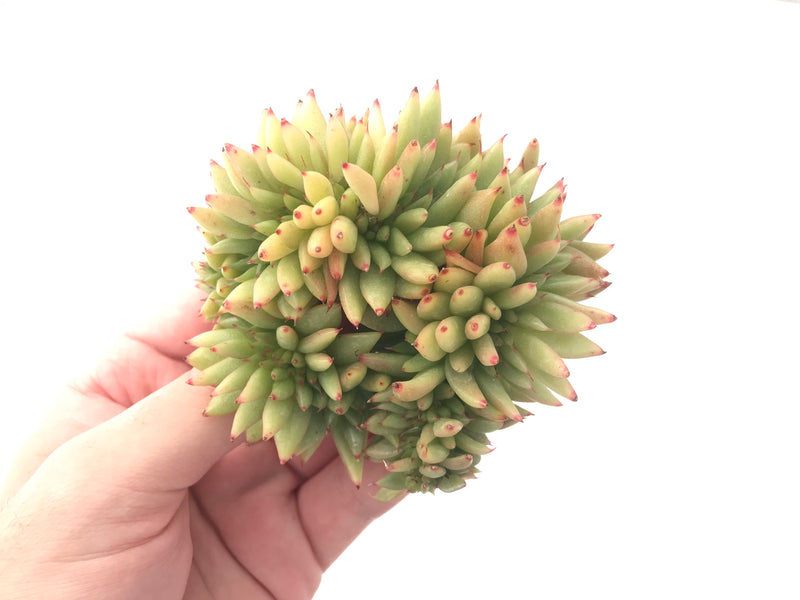 Echeveria Agavoides Crested 5" Succulent Plant