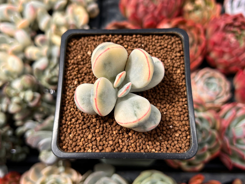 Cotyledon 'Orbiculata' Variegated 2" Succulent Plant