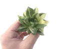 Haworthia 'Cymbiformis' Variegated 3" Succulent Plant