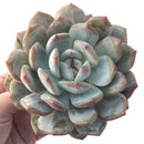 Echeveria 'Orange Monroe' 5"Large Powdery Succulent Plant