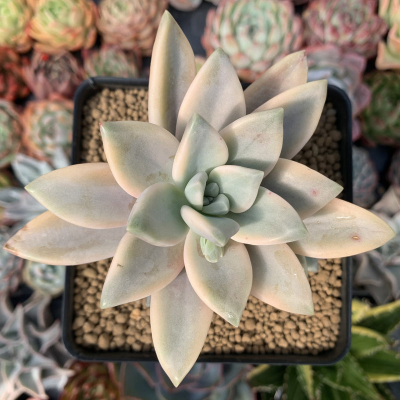 Graptopetalum 'Paraguayense' Variegated 3" Succulent Plant