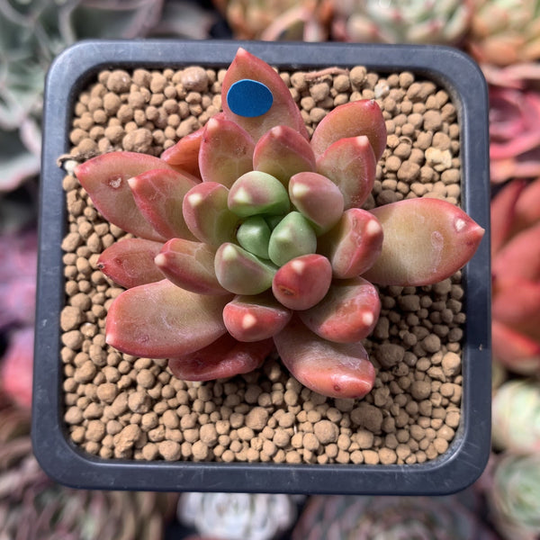 Pachyphytum Compactum 'Pink Glaucum' 1"-2" Succulent Plant