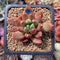 Pachyphytum Compactum 'Pink Glaucum' 1"-2" Succulent Plant