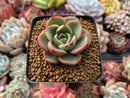 Echeveria Agavoides 'Salu' 2" Succulent Plant