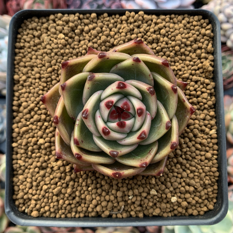 Echeveria Agavoides 'Blue Dragon' 2"-3" Rare Succulent Plant