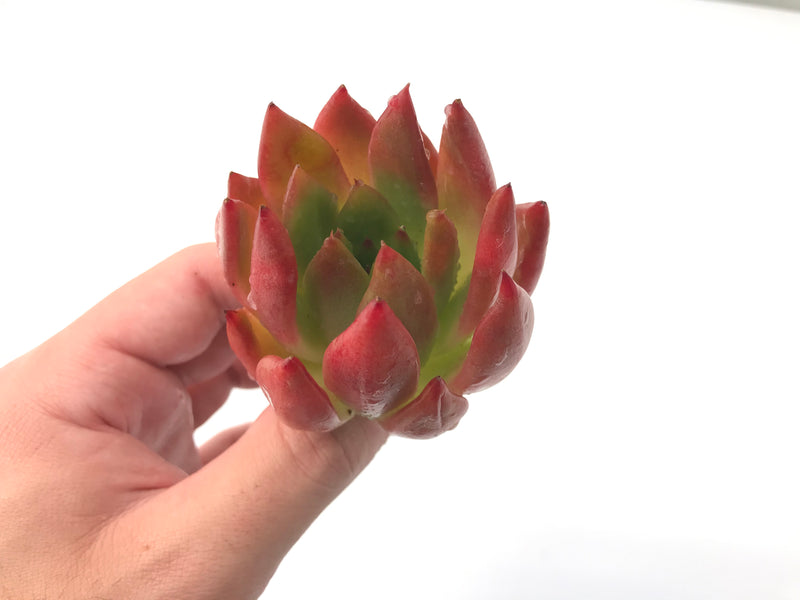 Echeveria Agavoides 'Frank Reinalt' 1"-2" Rare Succulent Plant