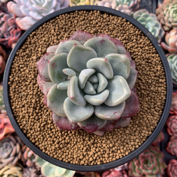 Echeveria 'Amore' 3" Succulent Plant