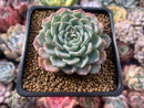 Echeveria 'Choco Top' 2"-3" New Hybrid Succulent Plant