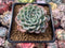 Echeveria 'Choco Top' 2"-3" New Hybrid Succulent Plant