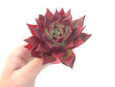 Echeveria Agavoides 'Luming' 4" Succulent Plant