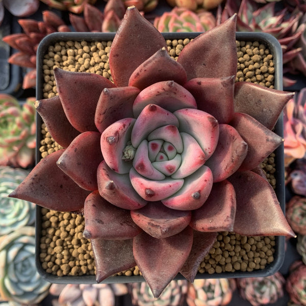 Echeveria Agavoides 'Red Ebony' 4"-5" Succulent Plant