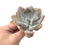 Echeveria 'Amarilli' 2"-3" New Powdery Hybrid Rare Succulent Plant