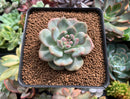 Echeveria 'Ariel' 2" Succulent Plant