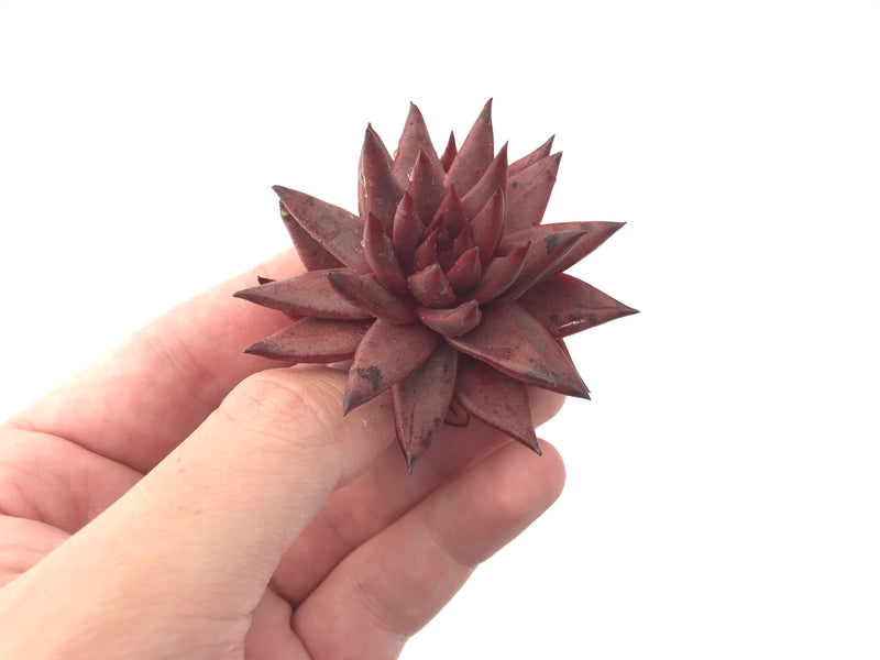 Echeveria Agavoides 'Sirus' 2" Succulent Plant