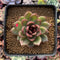 Echeveria Agavoides 'Black Queen' 2"-3" Succulent Plant