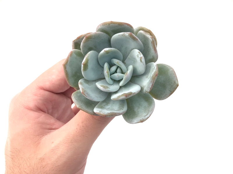 Echeveria 'Laui' 2" Powdery Succulent Plant