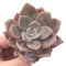 Echeveria 'Missing You' 3" Powdery Rare Succulent Plant