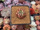 Echeveria Agavoides sp. 1" Succulent Plant