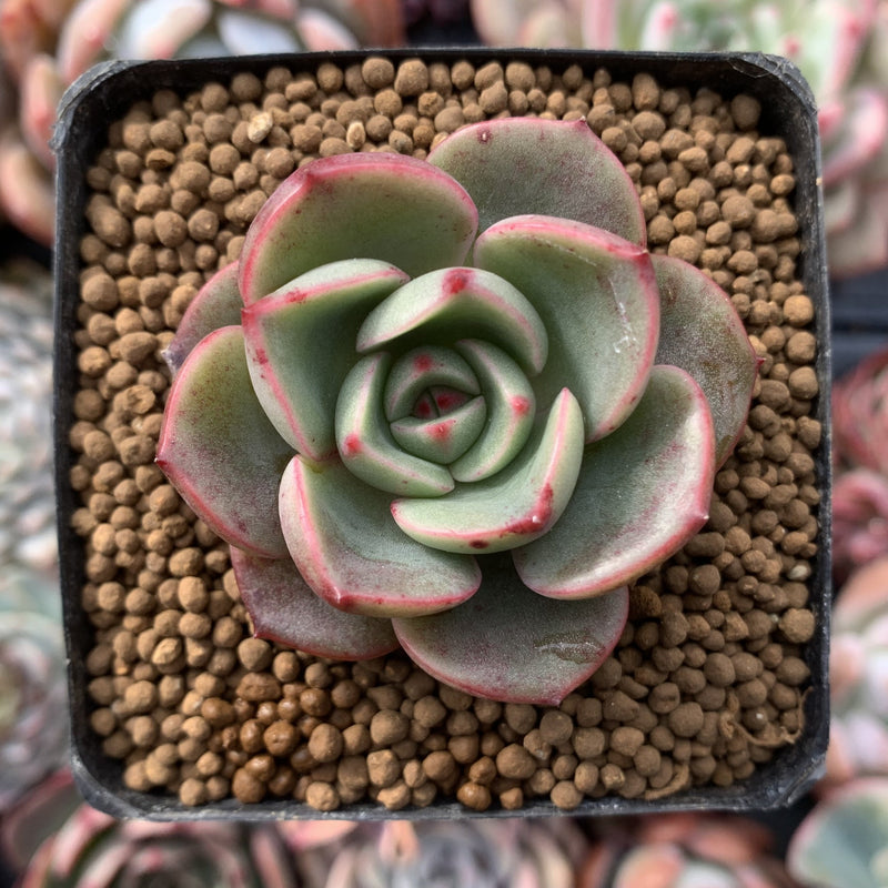 Echeveria Agavoides 'Salu' 2" Succulent Plant