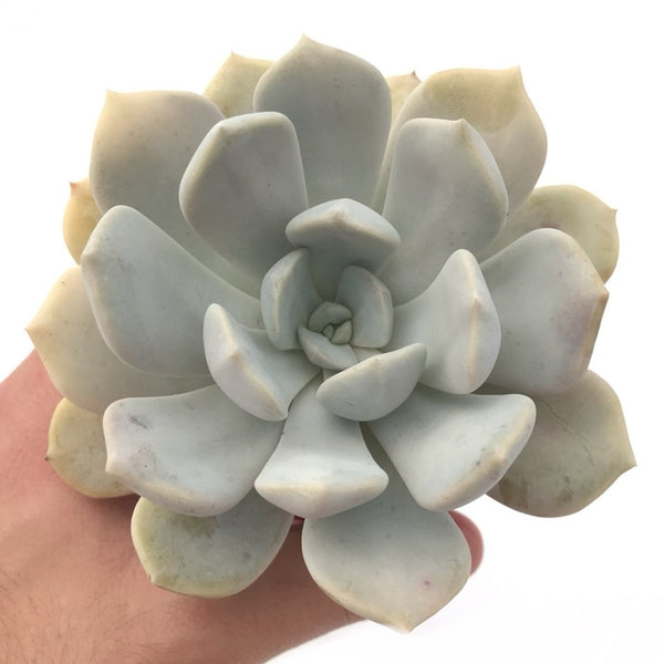 Echeveria 'Tiramisu' 4" Large Succulent Plant