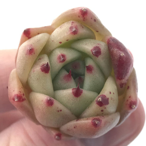 Echeveria Agavoides 'Ilina' 1" New Hybrid Small Succulent Plant