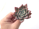 Echeveria 'Colorata' 2" Powdery Succulent Plant