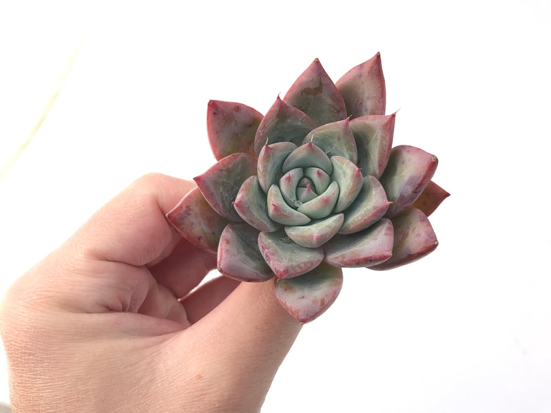 Echeveria 'Colorata' 2" Powdery Succulent Plant