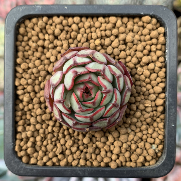 Echeveria 'Ailina' 1"-2" New Hybrid Succulent Plant