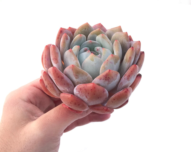 Echeveria 'Orange Monroe' 3"-4" Powdery Succulent Plant