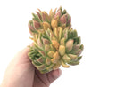 Echeveria Agavoides 'Discovery' Hybrid 6"-7" Cluster Succulent Plant