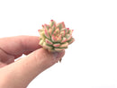 Echeveria 'Mebina' Variegated 1" Small Rare Succulent Plant