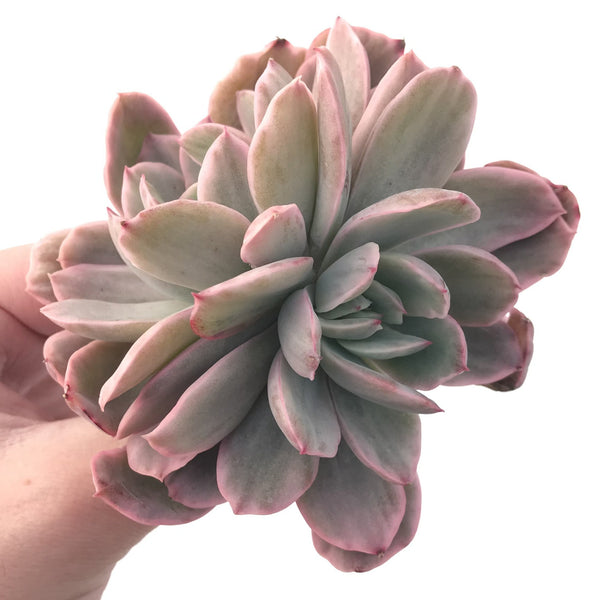 Echeveria 'Luella' Variegated Cluster 4" Succulent Plant