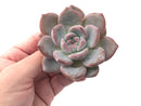 Echeveria 'Hosikage' 2"-3" Powdery Succulent Plant