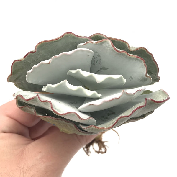 Cotyledon Undulata 'Silver Ruffles' 4" Succulent Plant