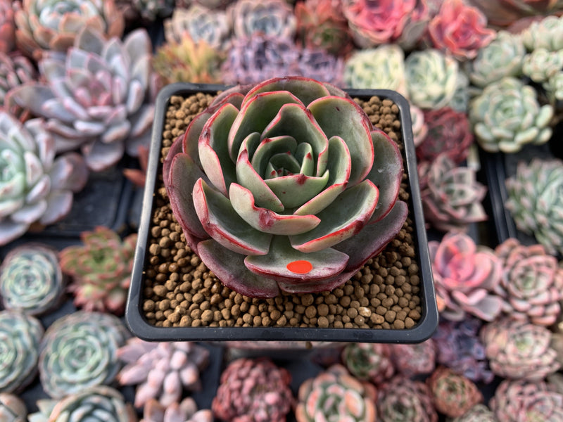 Echeveria 'Pink Flora' 3" Succulent Plant