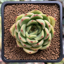 Echeveria sp. 2" Succulent Plant