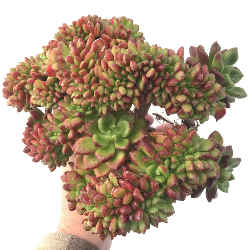 Echeveria 'Chubs' Crested Cluster Insanely Large 10"+ Succulent Plant