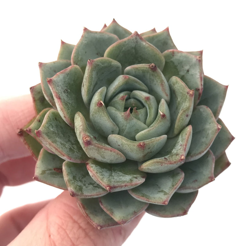 Echeveria sp. 2" Succulent Plant