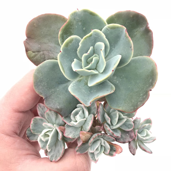 Echeveria Berkley Light Variegated 5” Specimen Rare Succulent Plant