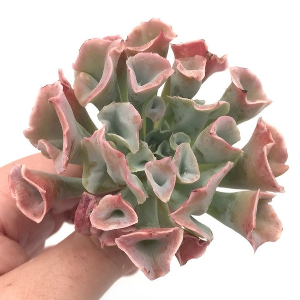 Echeveria 'Trumpet Pinky' 3" Succulent Plant